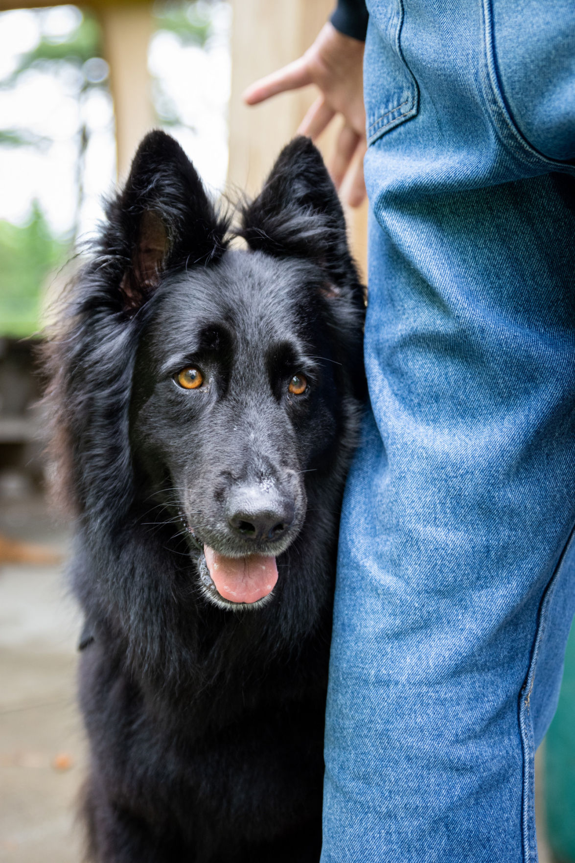 GuardianAngelsServiceDogs-TM-5.jpg